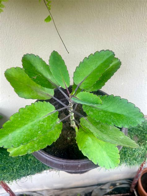 Potted Miracle Leaf (Life Plant) - Savvy Gardens Centre