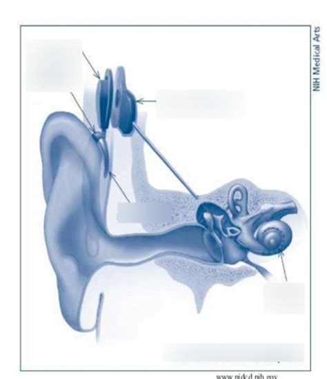 Cochlear Implant Diagram Diagram Quizlet