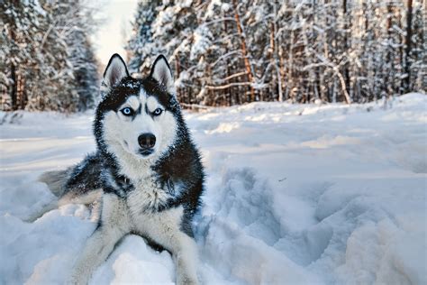 Siberian Husky Full Profile History And Care