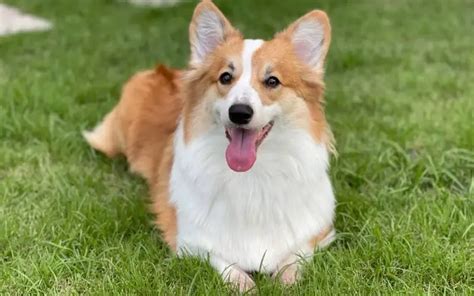 Grooming a Fluffy Corgi: How to Trim a Fluffy Corgi? - Corgi Care