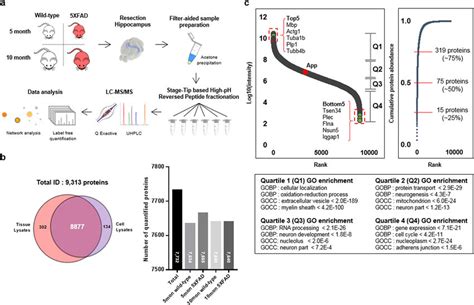 Hippocampal Proteome Analysis Of Xfad Transgenic Model Mice A