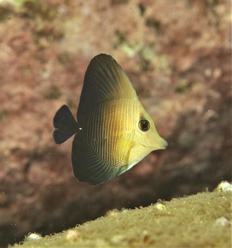 Brown Tang Fishes Of Cabbage Tree Bay Aquatic Reserve Sydney