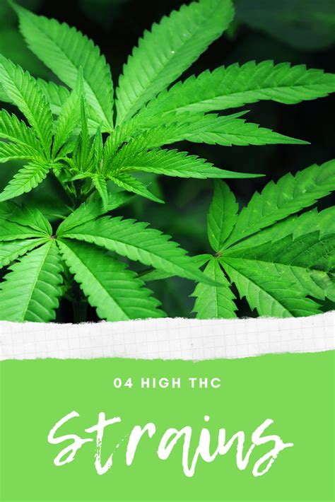 4 High THC Strains for Seasoned Stoners | World Of Weed