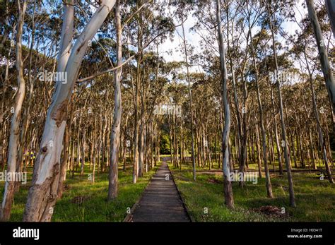 Eucalyptus Park Hi Res Stock Photography And Images Alamy