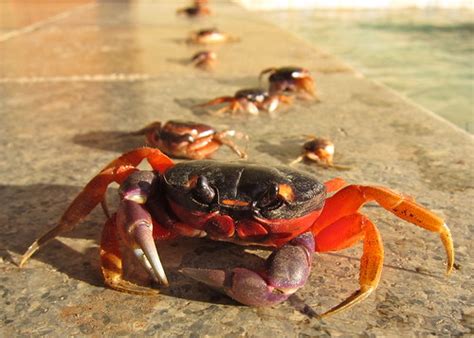 Celebrate National Champion Crab Races Day