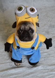 180 Pug Costumes ideas | pug love, pugs, cute pugs