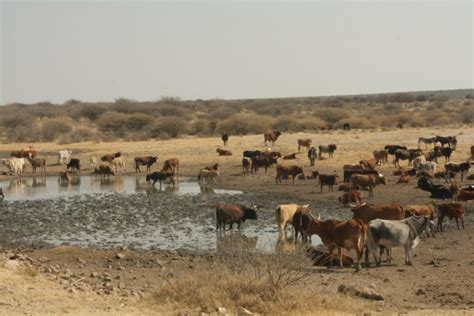 Omaheke The Cattle And Agro Region Of Namibia The Namibian Farmer