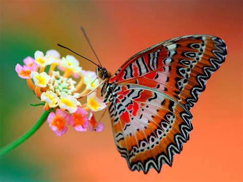 wallpapers: Butterfly Desktop Wallpapers