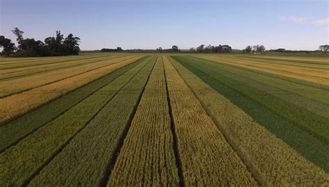 A Punto De Comenzar La Siembra Cinco Tips Para El Cultivo De Trigo