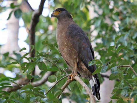 Crested Serpent Eagle Birdforum Opus Birdforum