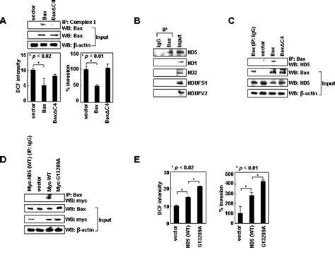 Figure 3 from Nuclear and cytoplasmic p53 suppress cell invasion by ... 