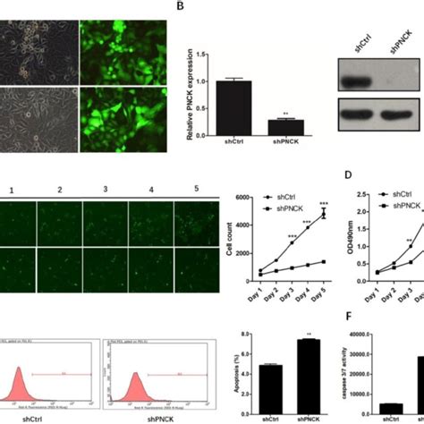 Shrna Mediated Pnck Knockdown Inhibited Growth And Induced Apoptosis In