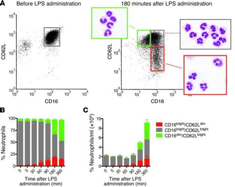 Jci A Subset Of Neutrophils In Human Systemic Inflammation Inhibits T Cell Responses Through Mac 1