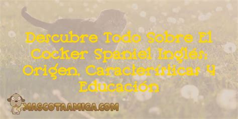 Descubre Todo Sobre El Cocker Spaniel Inglés Origen Características