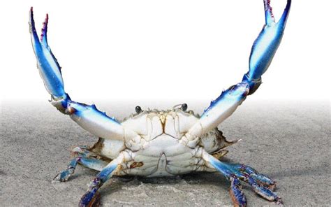 Il Granchio Blu minaccia l Adriatico In campo anche l Università del