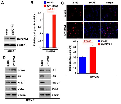 MiR204 Functions As A Tumor Suppressor Gene At Least Partly By