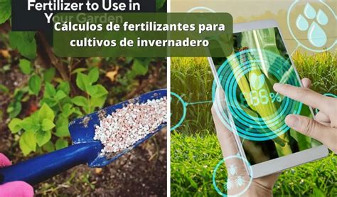 Cálculos De Fertilizantes Para Cultivos De Invernadero Wiki Agronomia