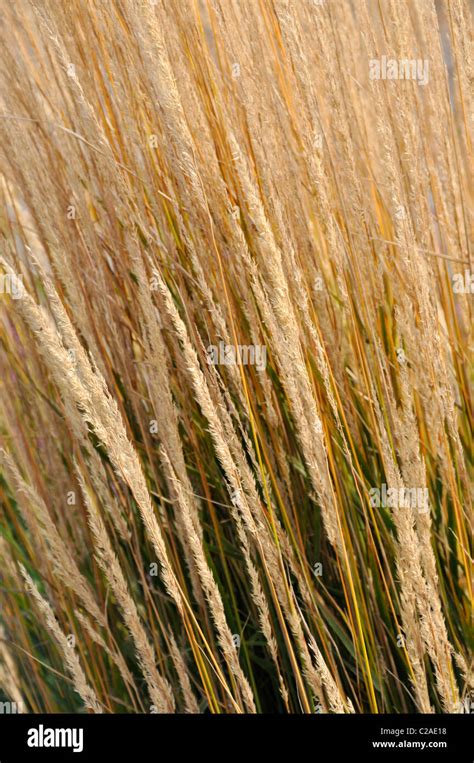 Calamagrostis Acutiflora Karl Foerster Immagini E Fotografie Stock Ad