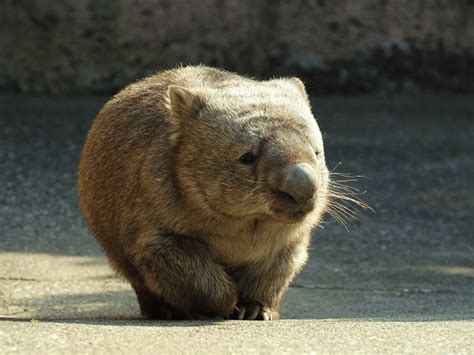 Wombat Fat Animals Pinterest Fat Animals And Animal