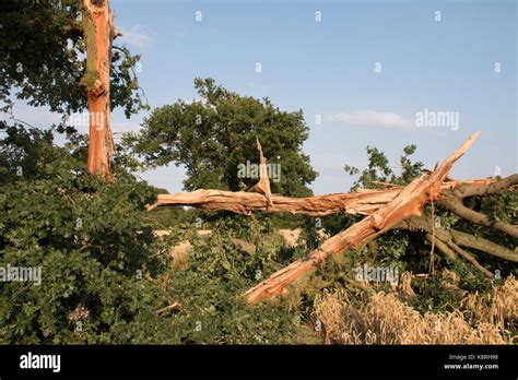 Damaged Tree Tree Struck Lightning Hi Res Stock Photography And Images