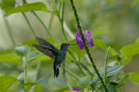 Colibri Jacobin Images Stock Photos D Objects Vectors