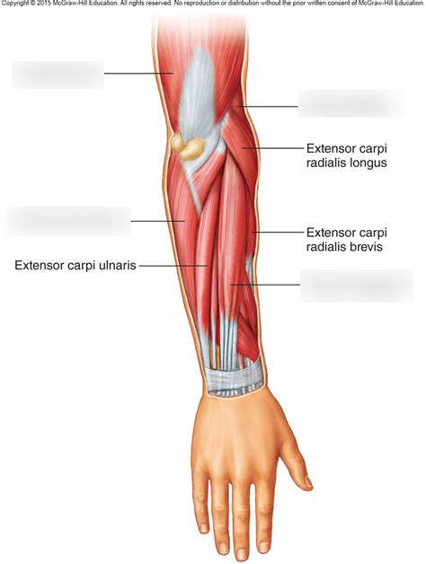 Muscles Of The Posterior Forearm Diagram Quizlet