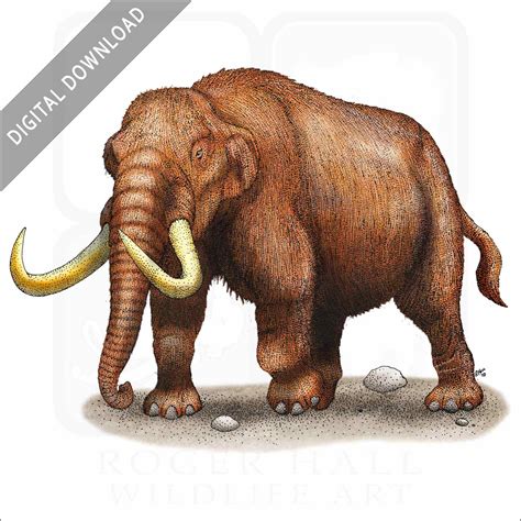 Stock Art Drawing Of An American Mastodon Inkart