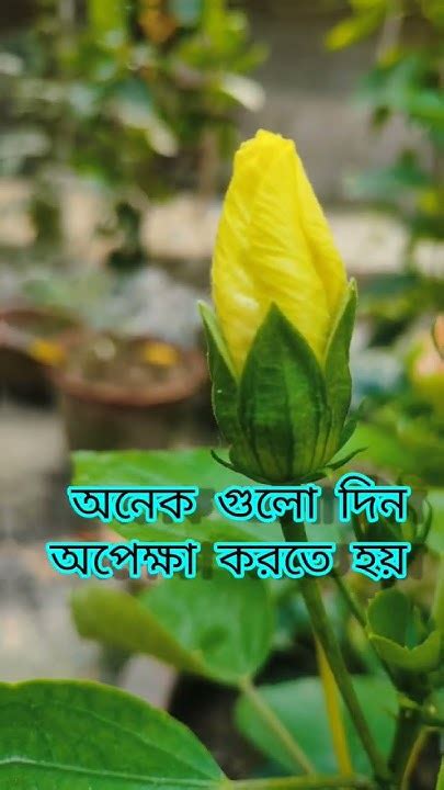 আরও অন্য একটি রঙের জবা ফুল 🌺🌺 Flowers Gardening Youtube