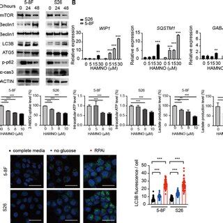 Rpa Inhibition In Npc Cells Enhances Autophagic Flux A H A Staining