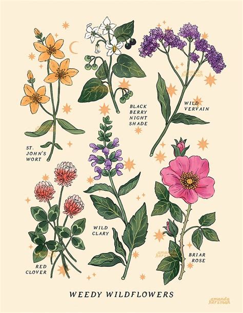 Amandaherzman Botanical Drawings Flower Drawing Botanical Illustration