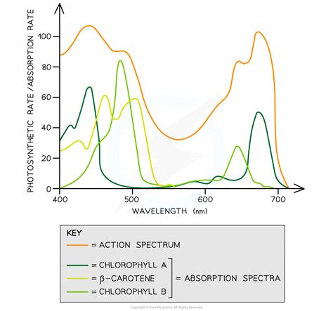 CIE A Level Biology复习笔记13 1 5 Absorption Spectra Action Spectra 翰林国际教育