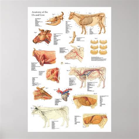 Cow Bovine Anatomy Chart 24 X 36 Poster Zazzle