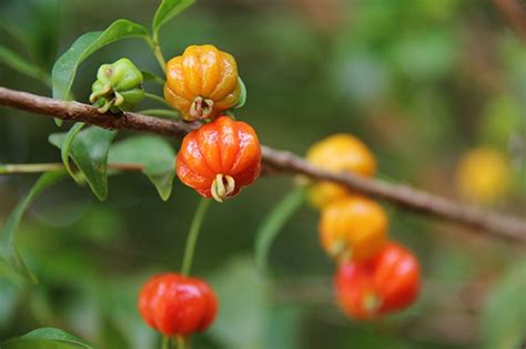 Como Plantar Semente De Pitanga Registro De Marca No Rio Grande Do Sul