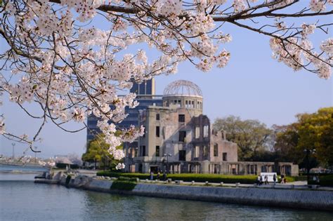 「広島平和記念公園」のサクラが満開を迎えています！