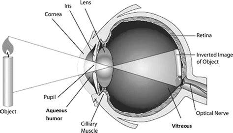 3 Image Formation On The Retina Download Scientific Diagram