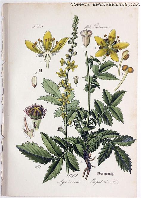 Agrimonia eupatoria (medicinal agrimony): Go Botany