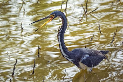 Bird Photography in Cuba - Small Sensor Photography by Thomas Stirr