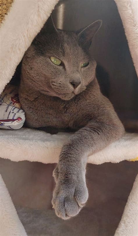 A Gray Cat Laying On Top Of A Scratching Post In A Cat Tree With Its