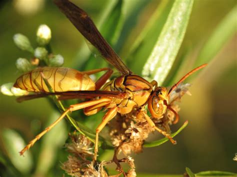 14 Common Wasps Hornets In Texas ID Guide Bird Watching HQ