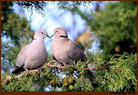 Épinglé par Isabel M sur Lovely Doves and Pigeons Tourterelle turque