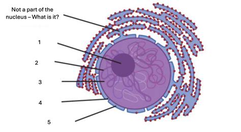 Nucleus Diagram Diagram Quizlet