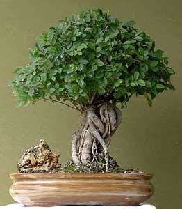 Tecnicas Del Bonsai Ii Pdf Proofgalalx Over Blog