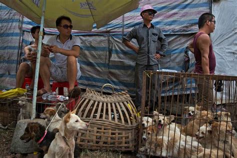 China’s Dog Meat Festival Is Again at Hand, and Opponents Are Lining Up ...