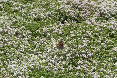 Frühblühender Thymian Albiflorus Beste Sorten And Stauden Wissen