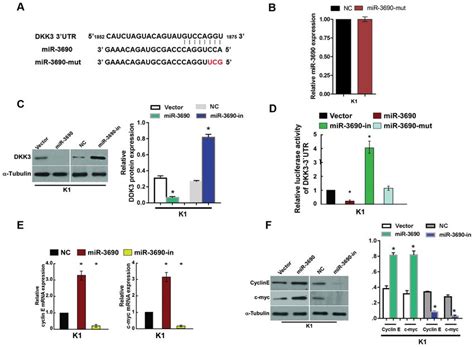 Mir 3690 Suppressed Dkk3 Expression By Directly Targeting Its 3 Utr Download Scientific