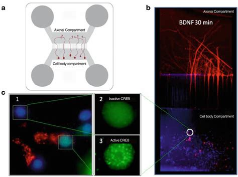 Retrograde Activation Of Creb A Scheme Of A Compartmentalized