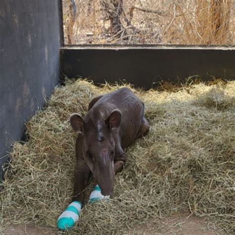 Animais Resgatados De Queimadas S O Retirados De Abrigo Ap S Amea A De