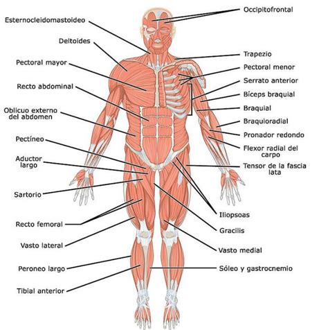 Sistema Muscular Sistema Muscular Aparatos Del Cuerpo Humano | Images ...