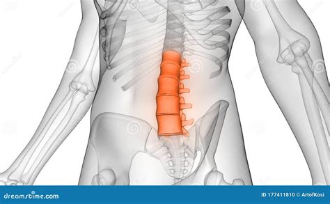 Wervelkolom Lumbale Wervels Van Het Menselijk Skeletsysteem Anatomie