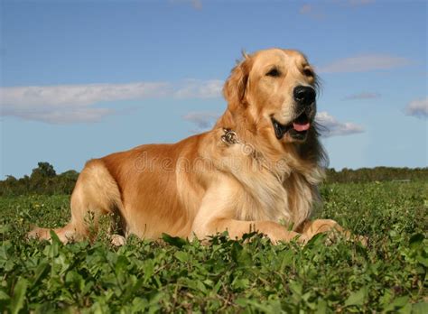 Perro Perdiguero De Oro En Hierba Imagen De Archivo Imagen De Nariz